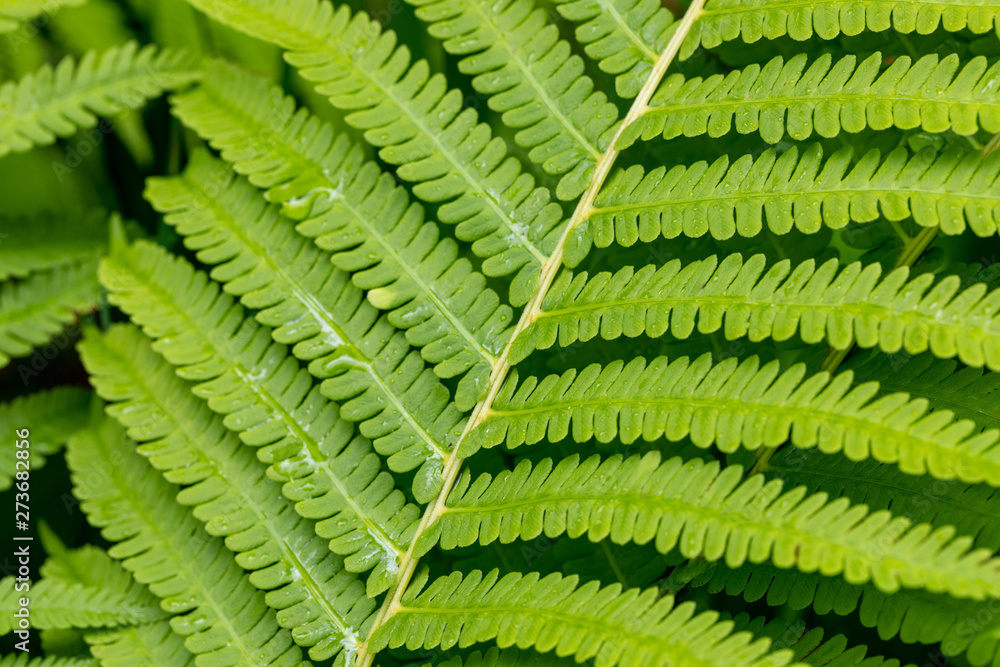 green leaves of fern green leaves of fern