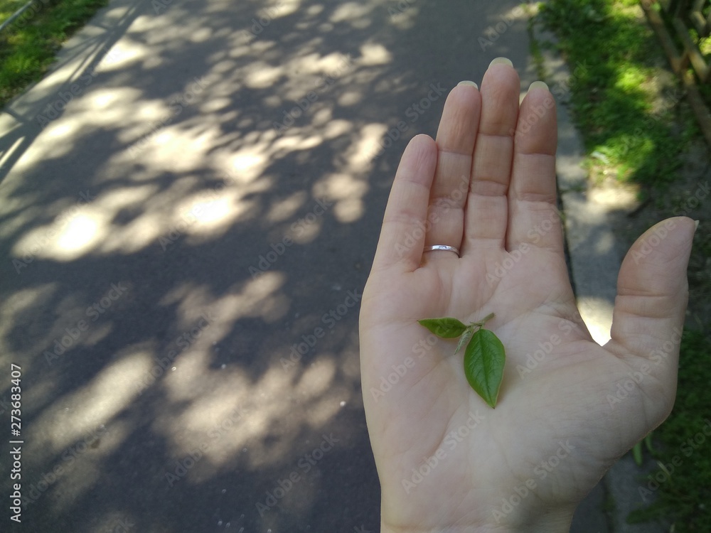 the leaves on the hand