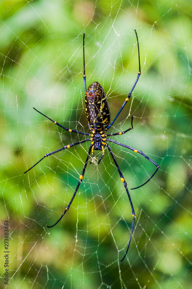 Golden silk orb-weaver (Nephila) spider in Myanmar Golden silk orb-weaver (Nephila) spider in Myanmar