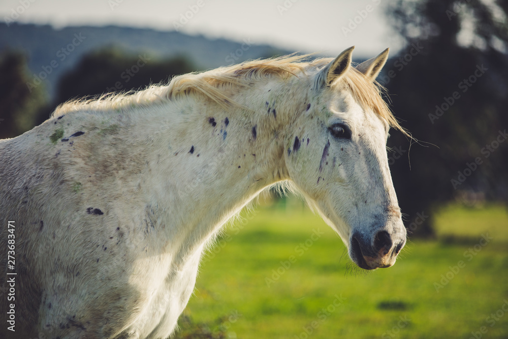 A White Horse In a Bohemian Nature Background A White Horse In a Bohemian Nature Background