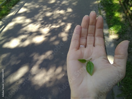 Obraz na płótnie the leaves on the hand w salonie