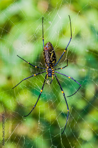 Golden silk orb-weaver (Nephila) spider in Myanmar