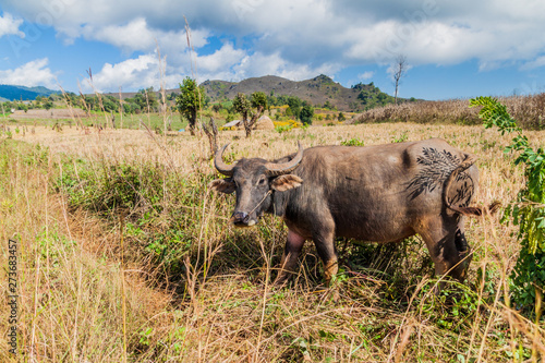 Fototapeta Naklejka Na Ścianę i Meble -  Buffalo in a field near Hsipaw, Myanmar