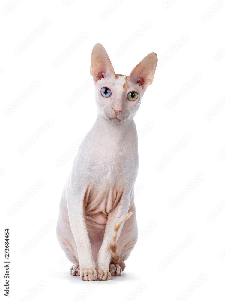 Cute Cornish Rex cat sitting facing front like statue. Looking  andbeside camera with head tilt blue / yellow odd eyes. isolated on white background.
