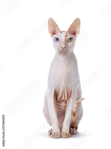 Cute Cornish Rex cat sitting facing front like statue. Looking at camera with blue / yellow odd eyes. isolated on white background. 