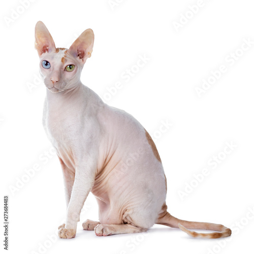 Cute Cornish Rex cat sitting side ways. Looking at camera with blue / yellow odd eyes. isolated on white background. Tail behind body.