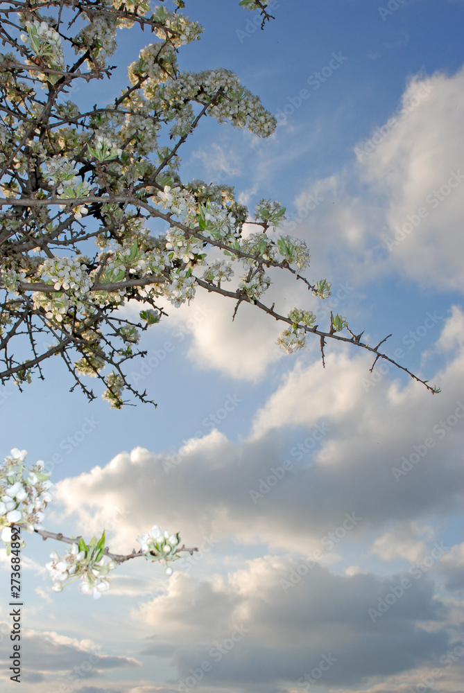 Spata Village, Greece / Almond tree in the countryside Spata Village, Greece / Almond tree in the countryside