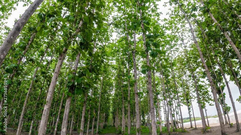Many teak trees filled the area. Many teak trees filled the area.