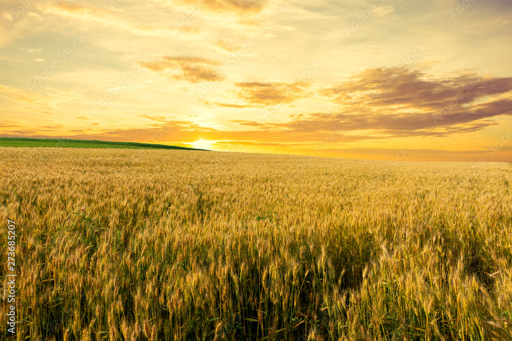 Wheat crop field against beautiful sunset landscape