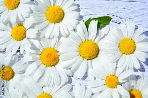 daisies on a white wooden background with space for your text