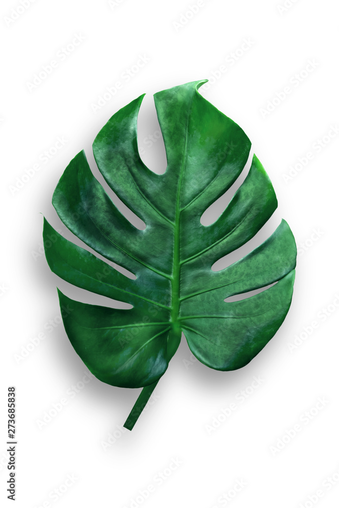 Naklejka premium Monstera deliciosa leaf isolated on white background with clipping path included