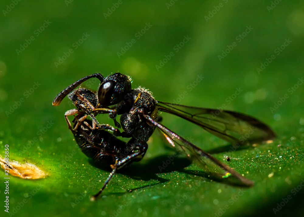 Fototapeta premium Detail of wasp cleaning itself up a leaf