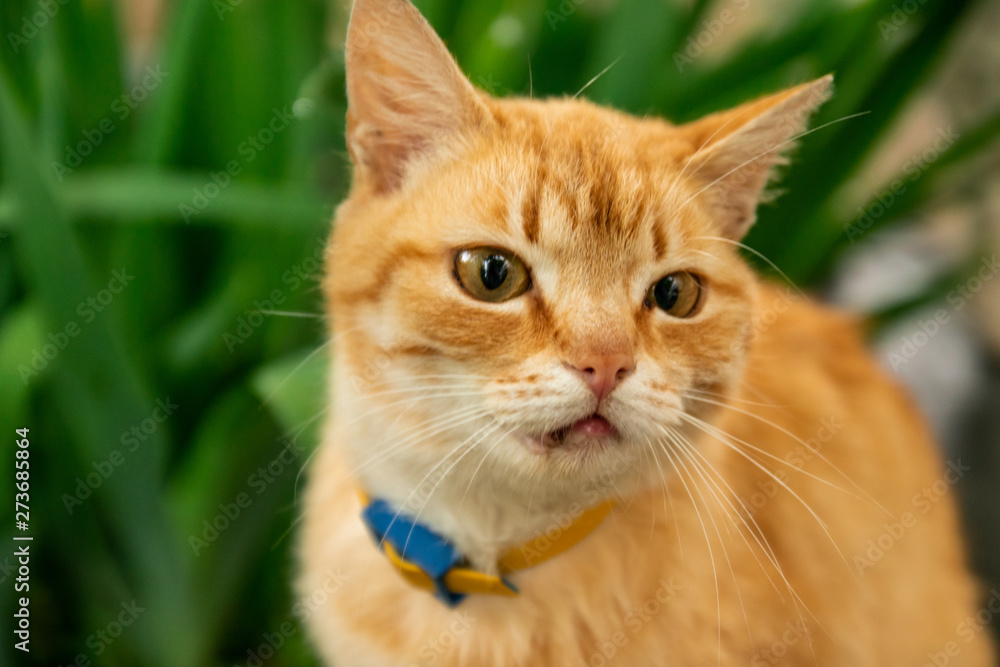 Nice ginger cat lying on the street Nice ginger cat lying on the street