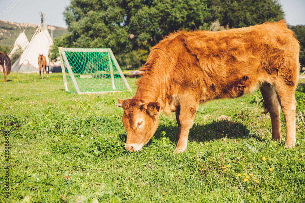 A brown Cow with nature Background