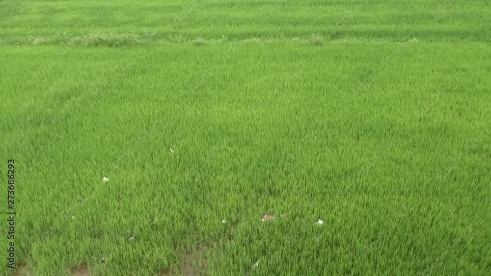 A slightly trashed green rice field viewed from above with subtle movement A slightly trashed green rice field viewed from above with subtle movement