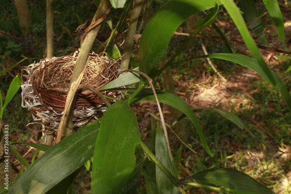 Bird nest