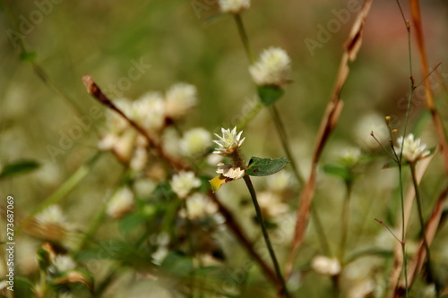 white clover flowers on the mountain slopes, with bokeh backgrounds and foreground, photographed during the hot day © onyengradar