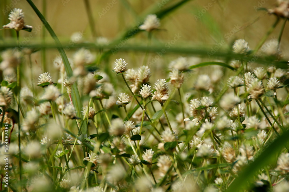 white clover flowers on the mountain slopes, with bokeh backgrounds and foreground, photographed during the hot day white clover flowers on the mountain slopes, with bokeh backgrounds and foreground, photographed during the hot day
