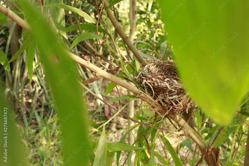 Bird nest