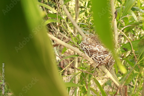 Bird nest