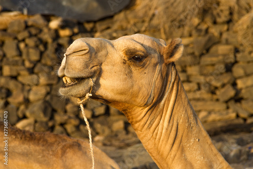 funny camel expressions in the danakil depression © Daniel Samray