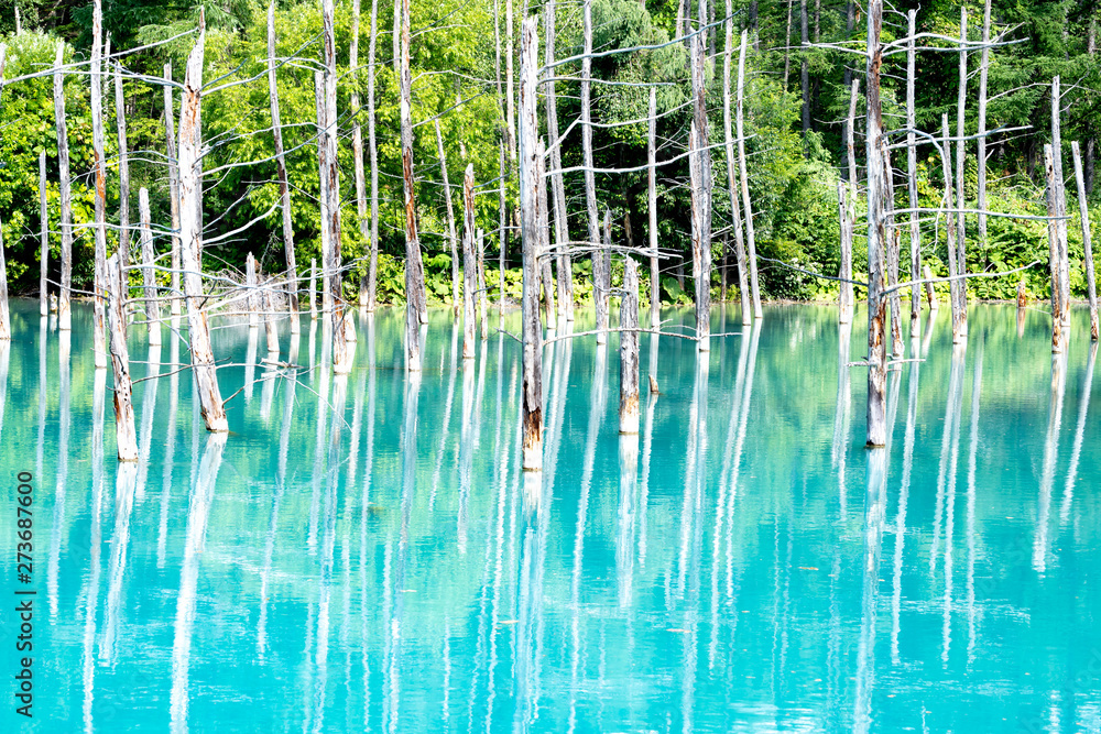 Blue Pond in Biei Town beautiful forest and blue water, Hokkaido, Japan.  Biei town is located in the between Asahikawa city and Furano city,Rural  nature lake landscape unseen of Japanese people Stock