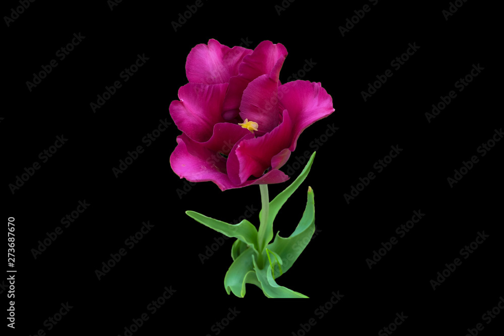 Beautiful lilac Tulip flower isolated white black background.