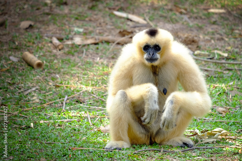 Fototapet White and yellow gibbon monkey taking squat sitting on the green field grass