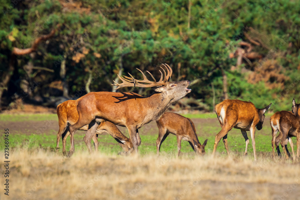 Male red deer cervus elaphus rutting and roaring