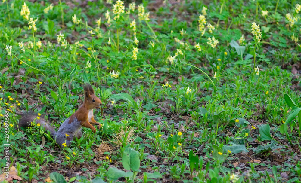 Brown squirrel changes fur from winter to summer and sits on the green spring grass Brown squirrel changes fur from winter to summer and sits on the green spring grass