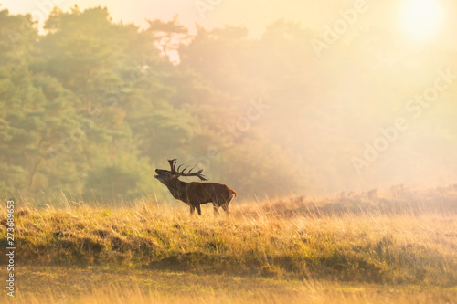 Male red deer stag cervus elaphus  rutting during sunset