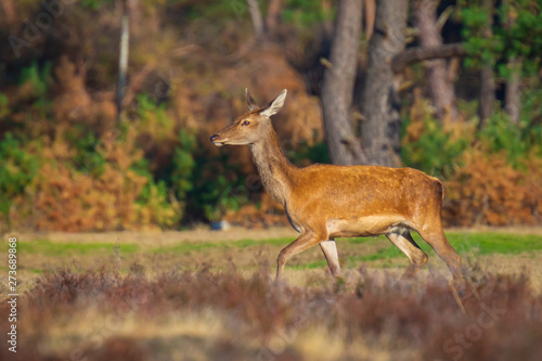 Female Red Deer doe or hind, Cervus elaphus