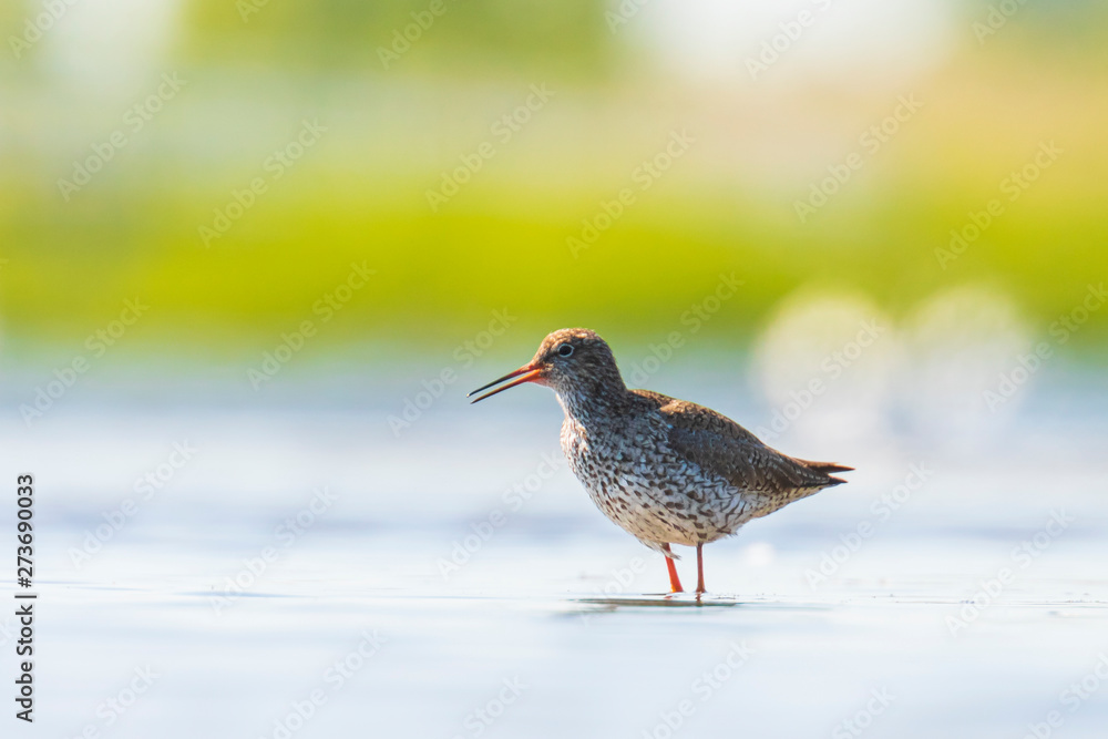 common redshank tringa totanus wading bird common redshank tringa totanus wading bird