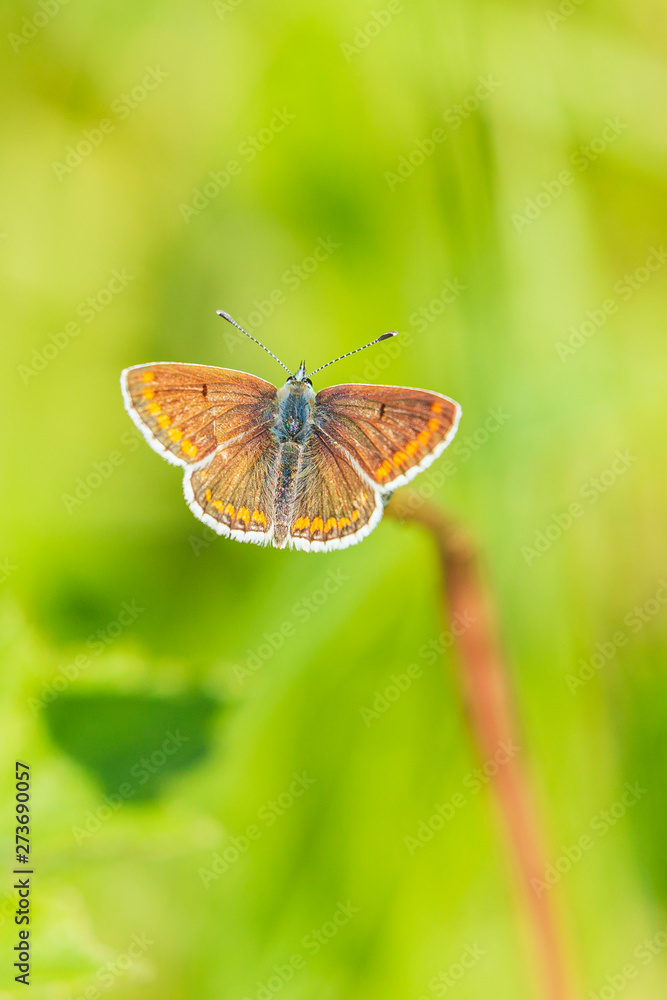 Female brown argus butterfly, Aricia agestis Female brown argus butterfly, Aricia agestis