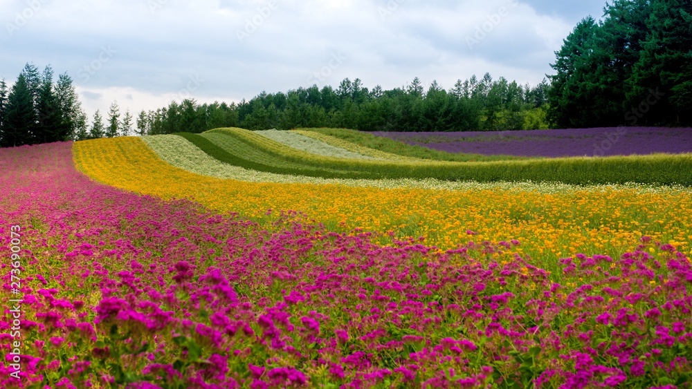 field of flowers