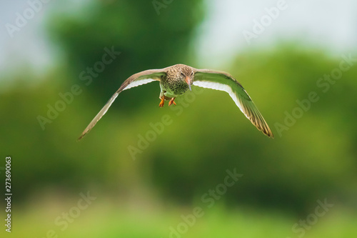 Schilderij op canvas common redshank tringa totanus wader bird in flight