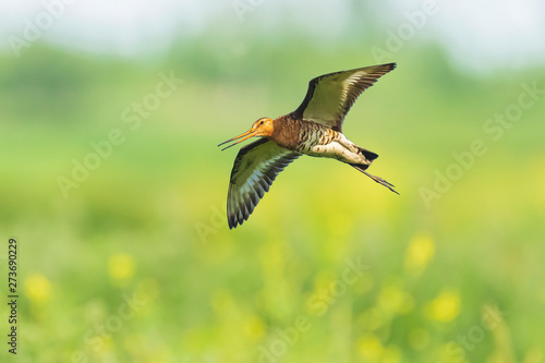 Black-tailed godwit Limosa Limosa in flight