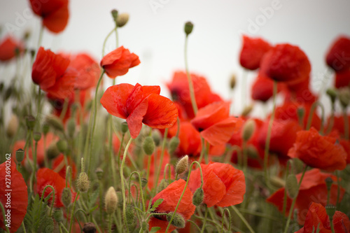 a lot of red Poppy Flower Close Up background