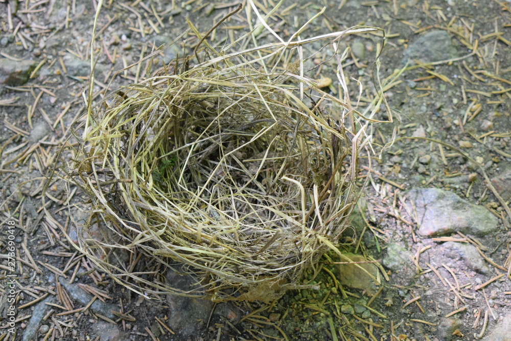 nest in the grass