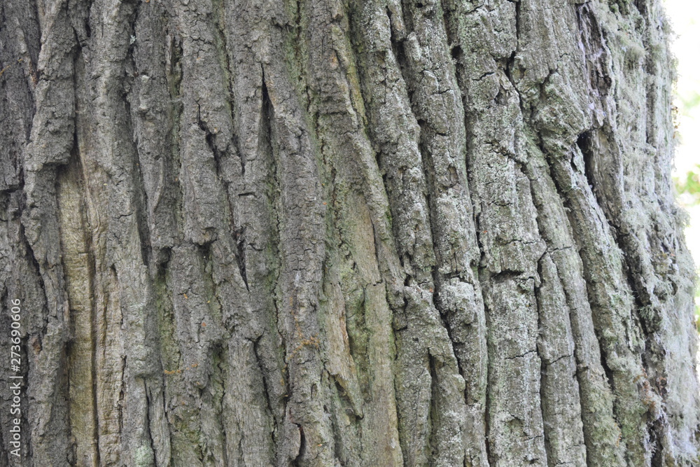 bark of a tree bark of a tree