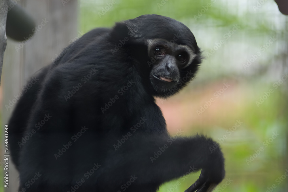 Gibbon Monkey - テナガザル