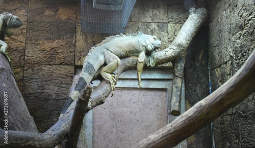 lizard chameleon in the terrarium