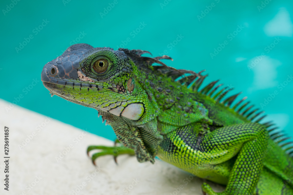 Fototapeta premium Large green Lizard in a pool