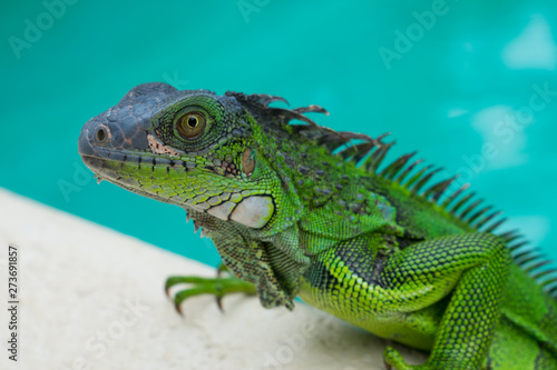 Large green Lizard in a pool