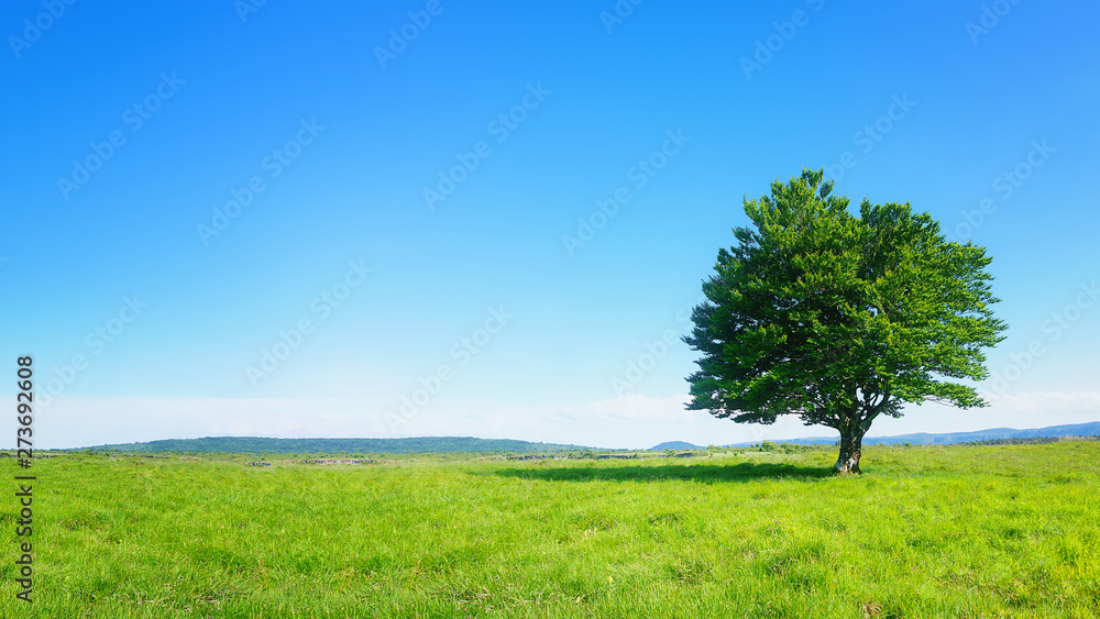 lonely tree against clear blue sky - obrazy, fototapety, plakaty 