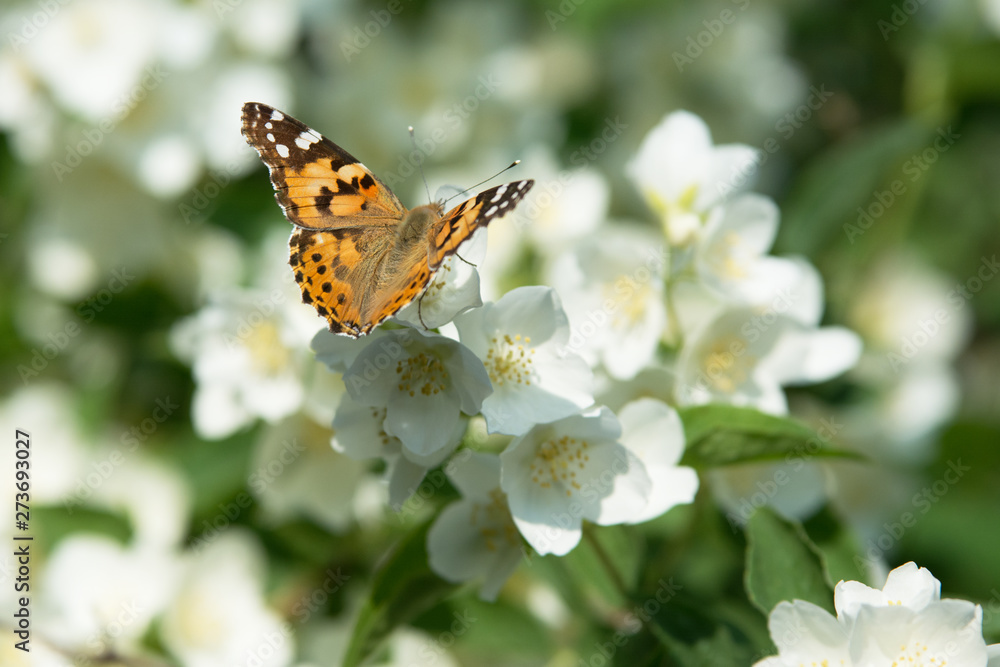 Fototapeta premium Vanessa cardui butterfly feeding on jasmine blossom - macro