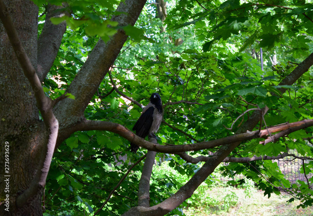 bird on branch bird on branch