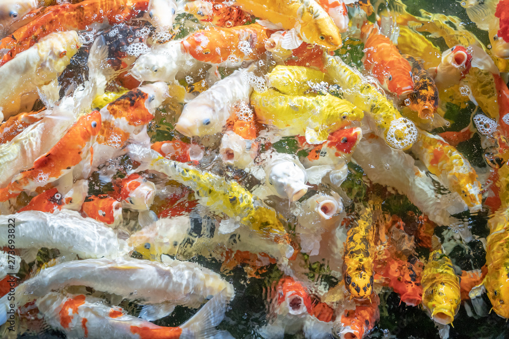 koi fish in pond koi fish in pond