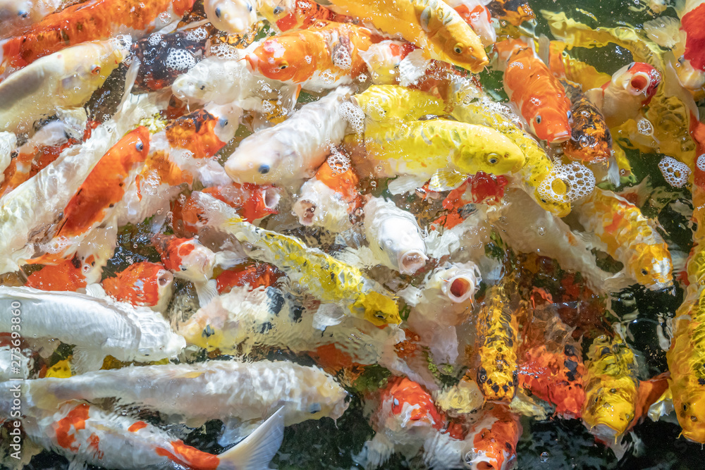 group of fish in a pond