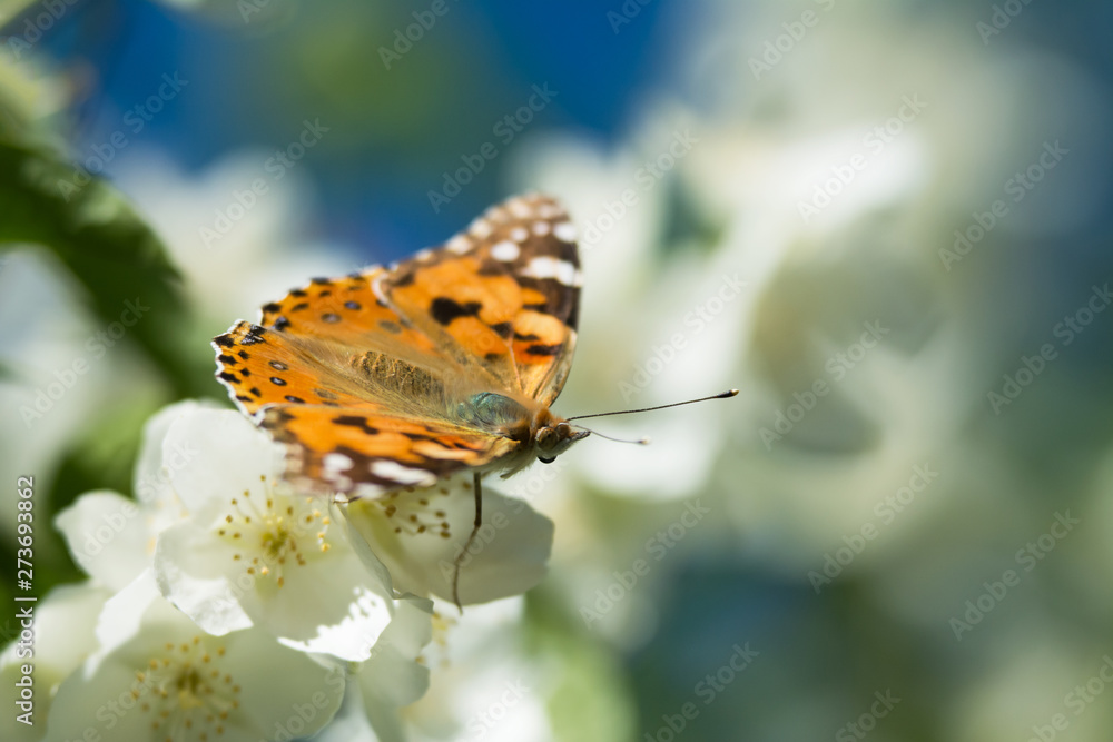 Vanessa cardui butterfly feeding on jasmine blossom - macro